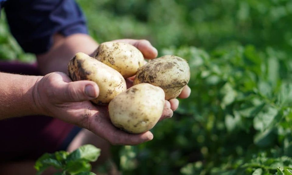 Potato Nutrition